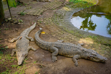 The saltwater crocodile (Crocodylus porosus) is a crocodilian native to saltwater habitats and brackish wetlands from India's east coast across Southeast Asia and the Sundaic region to Australia