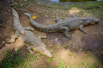 The saltwater crocodile (Crocodylus porosus) is a crocodilian native to saltwater habitats and brackish wetlands from India's east coast across Southeast Asia and the Sundaic region to Australia