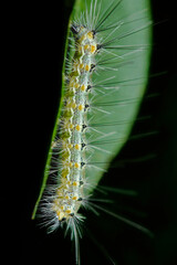Fototapeta premium Hairy caterpillar