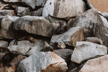 Group of seals sitting on rocks at Narooma 