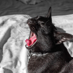 A black Mandalay cat is yawning