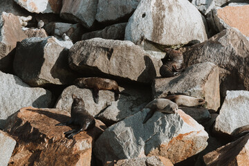 Group of seals sitting on rocks at Narooma 