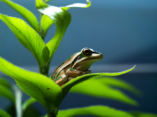 A Golden Bell frog on a leaf