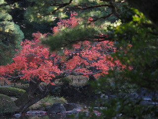 紅葉