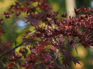 紅葉