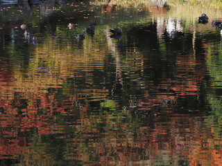 紅葉と池の水