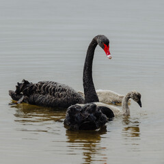 Fototapeta premium Pair of adult Black Swans with their baby juvenile swans, swimming in at Lakes Entrance, Victoria 