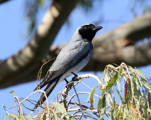Black-faced cuckooshrike bird sitting on a tree branch