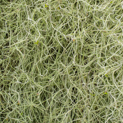 Spanish Moss, Tillandsia usneoides, with flowers