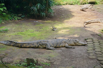 The saltwater crocodile (Crocodylus porosus) is a crocodilian native to saltwater habitats and brackish wetlands from India's east coast across Southeast Asia and the Sundaic region to Australia