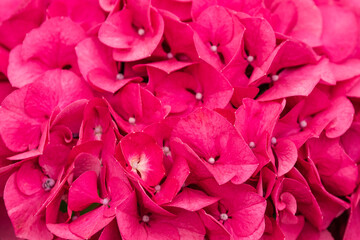 In Jeju Island, many hydrangeas bloom in April, and the flowers show their beauty in different colors.