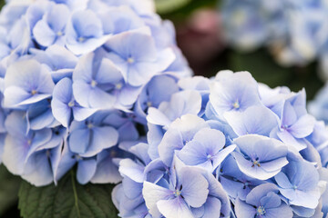 In Jeju Island, many hydrangeas bloom in April, and the flowers show their beauty in different colors.