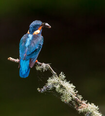 Kingfisher with dinner.