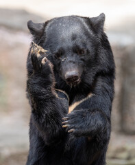 Fototapeta premium ポーズをとるツキノワグマ