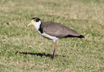 Masked lapwing plover bird standing on green grass