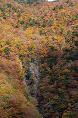 紅葉する山　静岡県