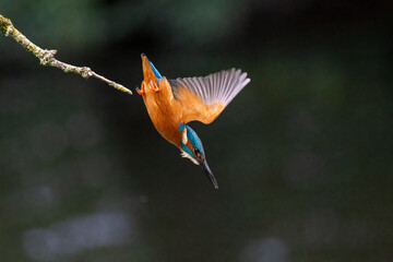 Kingfisher Dive