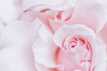 Fototapeta na wymiar Pale pink white rose flower. Macro flowers background for holiday design