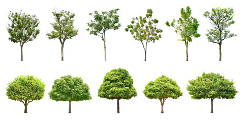 Collection Trees and bonsai green leaves and some with yellow flowers. 
total 11 trees. (png)
