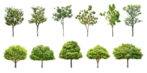 Collection Trees and bonsai green leaves and some with yellow flowers. 
total 11 trees. (png)
