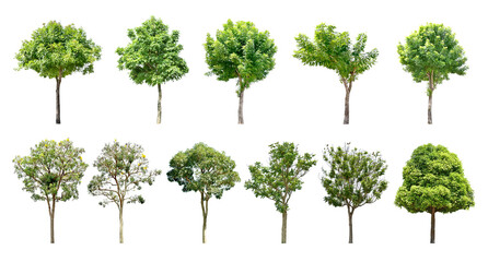 Collection Trees and bonsai green leaves and some with yellow flowers. 
total 11 trees. (png)
