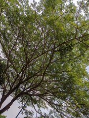 trees in the forest