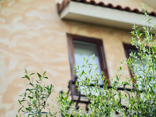 オリーブの木がある玄関　ハンギングしたペチュニア　ハート型の葉が美しいカツラの木　新緑の季節