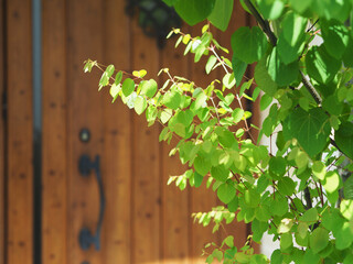 オリーブの木がある玄関　ハンギングしたペチュニア　ハート型の葉が美しいカツラの木　新緑の季節