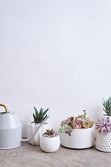 pots with groups of houseplants on concrete table - Echeveria and Pachyveria opalina Succulents