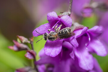 Halictid Bee, Hughes, ACT, October 2022