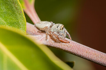 Jumping spider (Opisthoncus grassator), Hughes, ACT, October 2022
