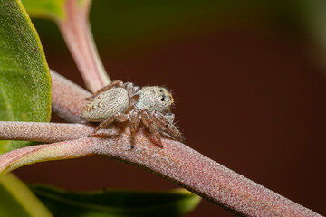 Jumping spider (Opisthoncus grassator), Hughes, ACT, October 2022