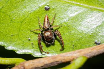 Jumping spider (Opisthoncus grassator) male, Hughes, ACT, October 2022