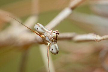 Large Brown Mantis, Hughes, ACT, October 2022