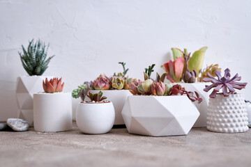 pots with groups of houseplants on concrete table - Echeveria and Pachyveria opalina Succulents