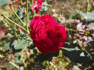 深紅の八重咲きのバラの花一輪