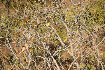 Dry Tree barks-branches in Forest background Stock Photograph Image