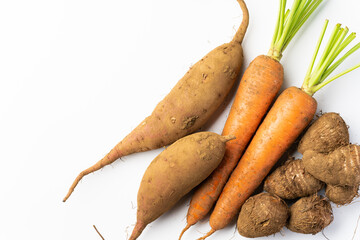 秋の採れたて野菜