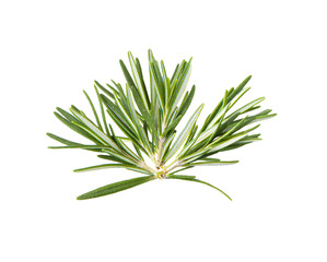 Rosemary isolated on transparent png