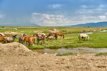 Fototapeta na wymiar Horses graze in the Buryat steppe in the Barguzinsky district of the Republic of Buryatia near Lake Baikal.