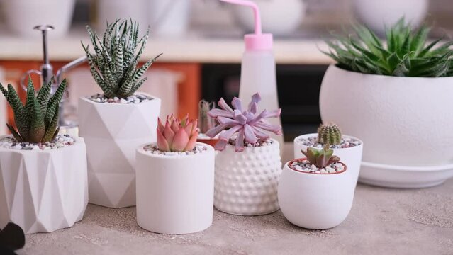 pots with groups of houseplants on concrete table - Echeveria and Pachyveria opalina Succulents