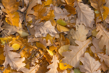 oak leaves background