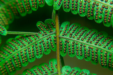 Spores of Green Fern Plants that are ready to be scattered by the wind