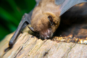 Pipistrellus pipistrellus, fruit bat, codot, Eptesicus nilssonii, evening bat sleeping in the hollow of a coconut tree trunk