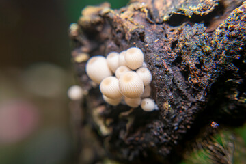 White mushrooms, micro fungi, grow on weathered wood on the banks of rivers