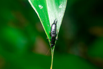 earwig dermaptera, black earwig, Chelisoches morio, Euborellia annulipes, ringlegged earwig sitting on a leaf