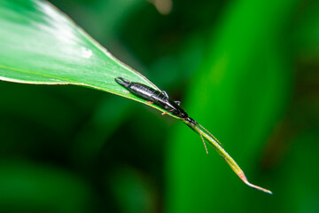 earwig dermaptera, black earwig, Chelisoches morio, Euborellia annulipes, ringlegged earwig sitting on a leaf