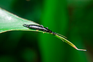 earwig dermaptera, black earwig, Chelisoches morio, Euborellia annulipes, ringlegged earwig sitting on a leaf