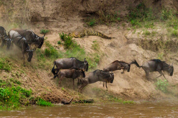 Obraz na płótnie Canvas Nile crocodile hunting wildebeest, while they crossing the Mara river in Serengeti national park, Tanzania. Great migration