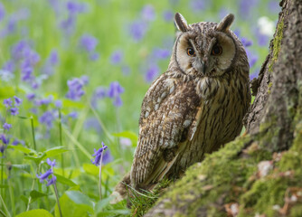 Long Eared Owl in Bluebells